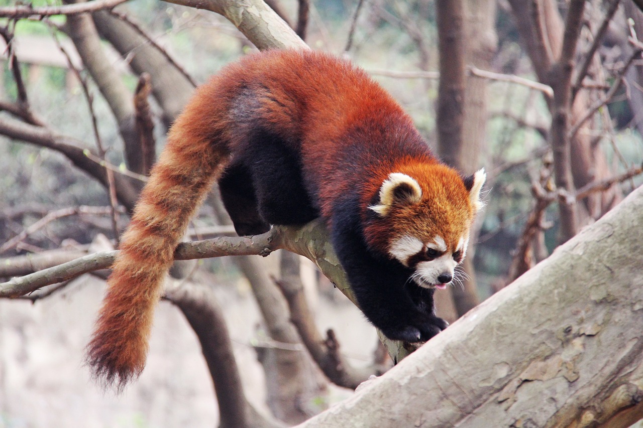 Red Panda